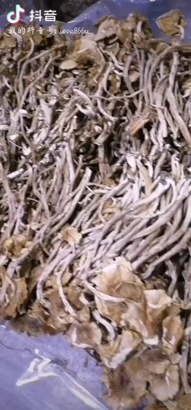 福建古田一手货源开伞茶树菇
