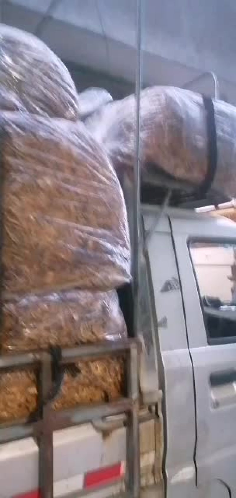 福建古田一手货源开伞茶树菇