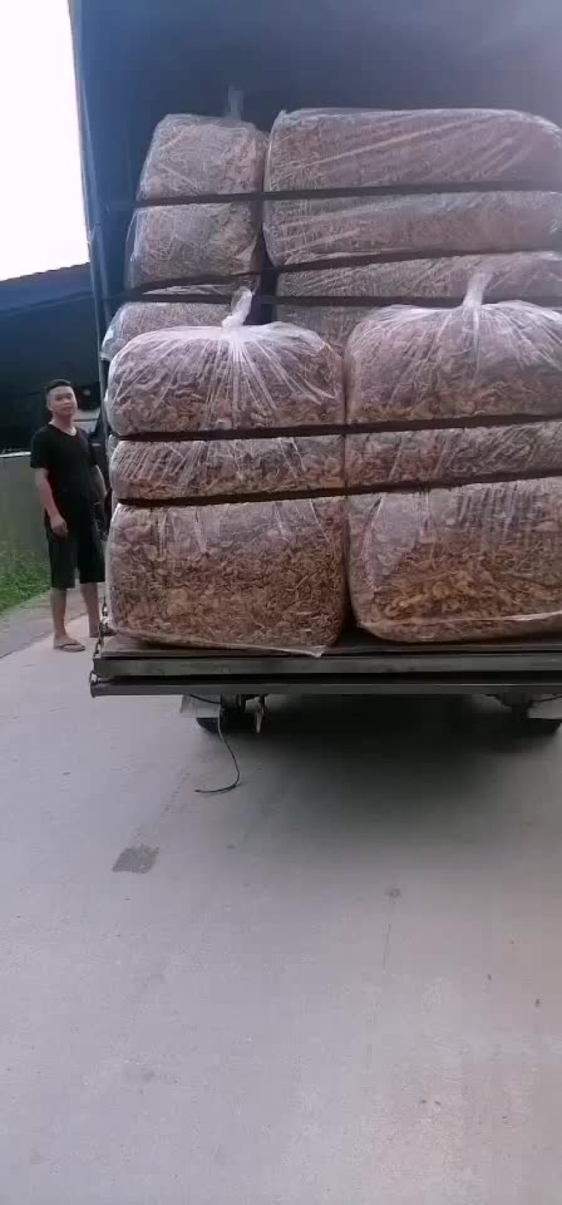 福建古田一手货源开伞茶树菇