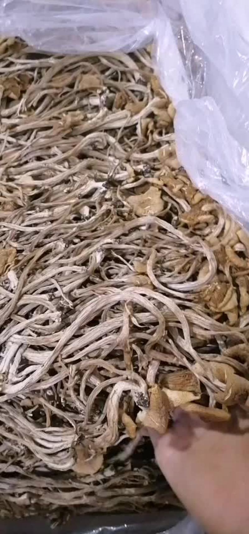 福建古田一手货源开伞茶树菇
