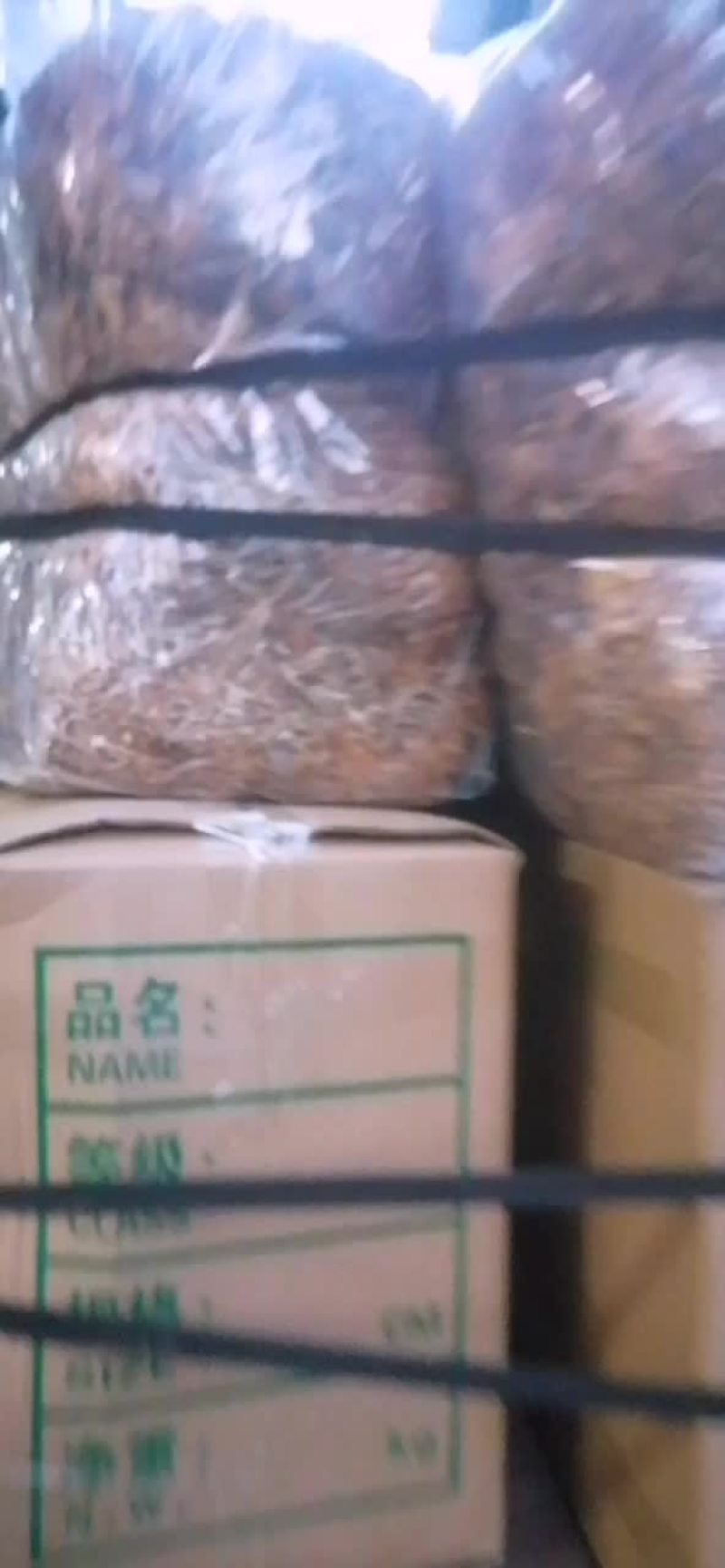 福建古田一手货源开伞茶树菇