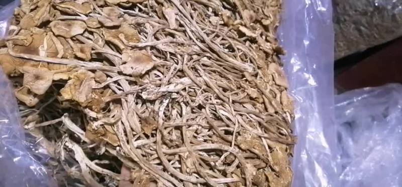 福建古田一手货源开伞茶树菇