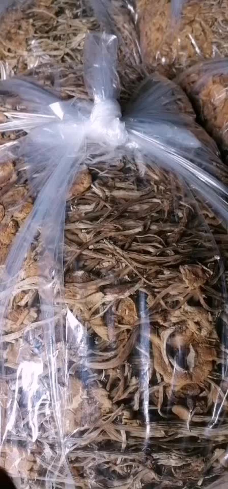 福建古田一手货源开伞茶树菇