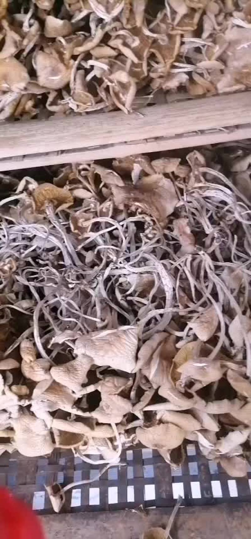 福建古田一手货源开伞茶树菇