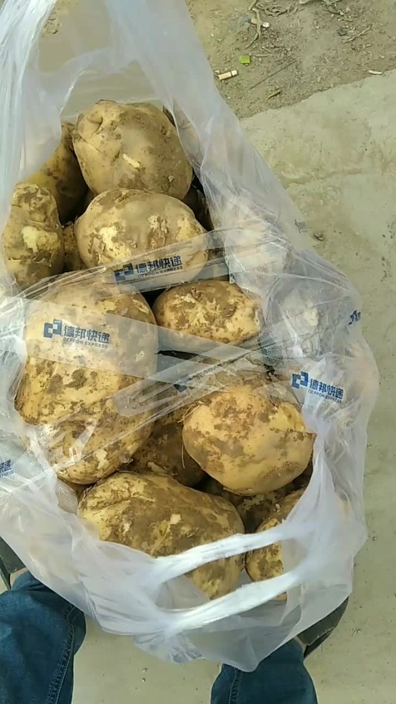 涿鹿县土豆