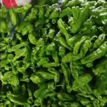 山东薄皮芜湖辣椒大量上市