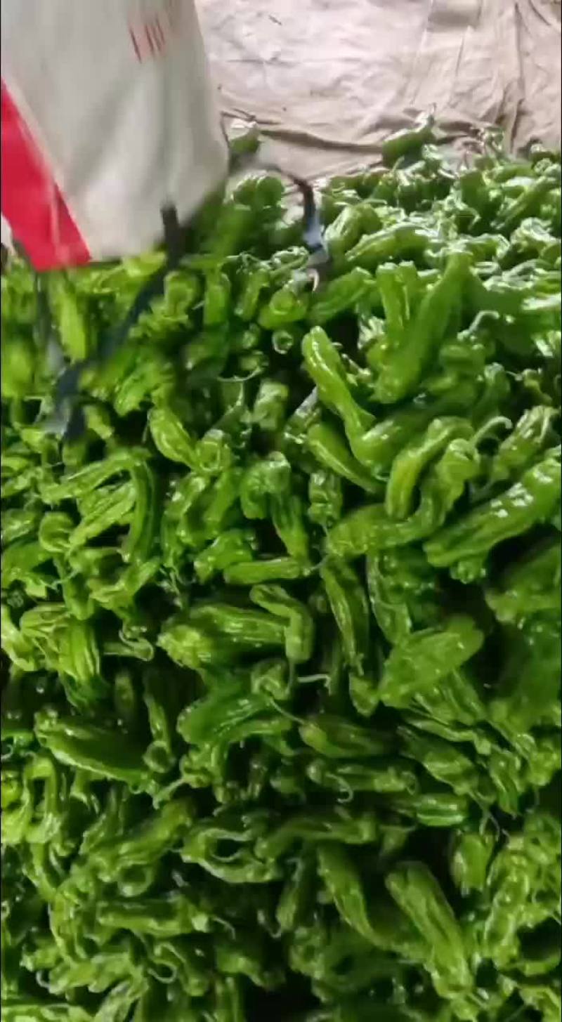 山东薄皮芜湖辣椒大量上市
