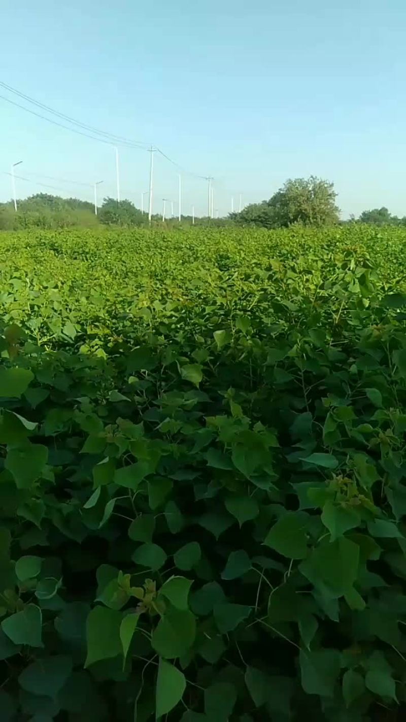 乌桕树苗