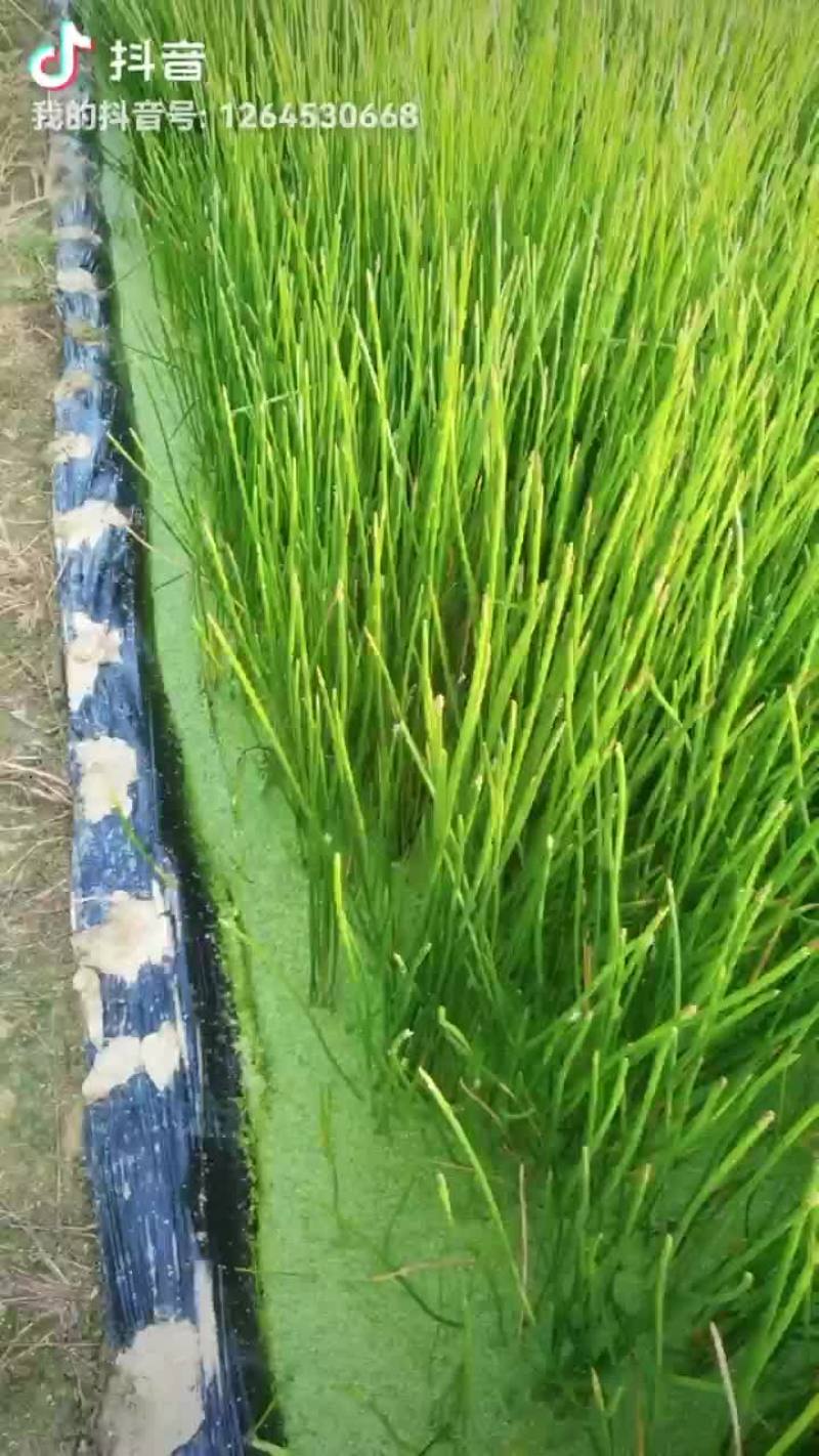 荸荠
