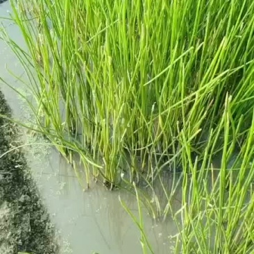 荸荠