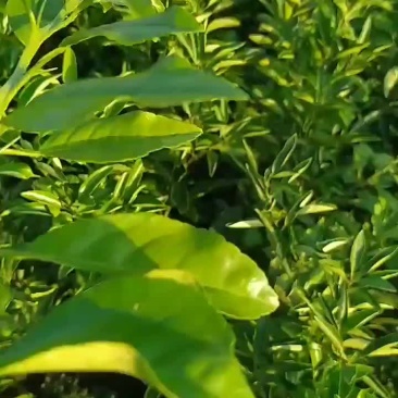 阳光橘柚