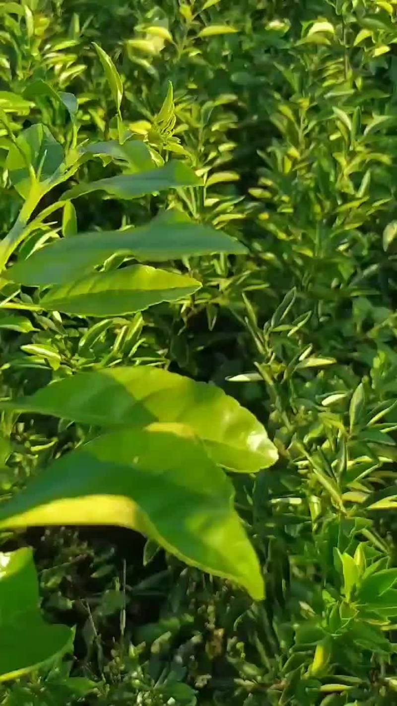 阳光橘柚