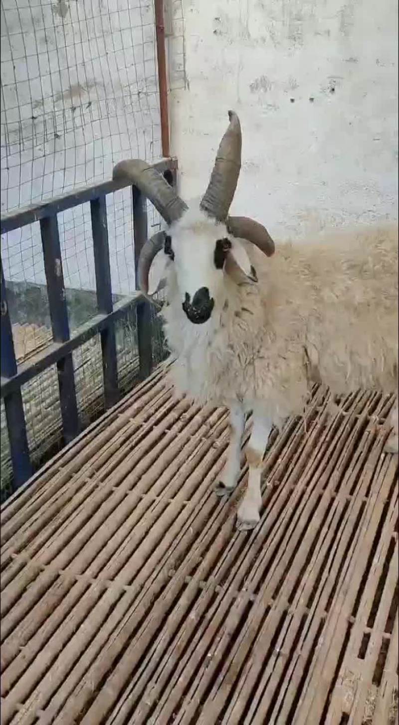 观赏四角羊价格优惠！宠物羊大量出售！进口侏儒羊特价包邮！