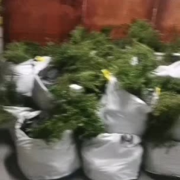 红花满天星