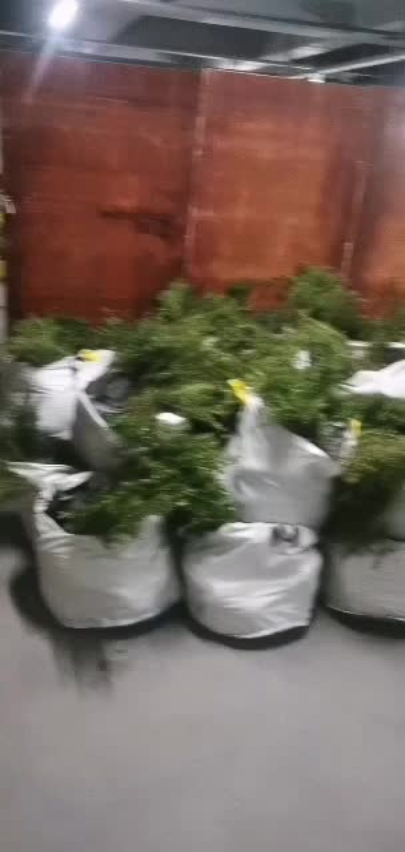 红花满天星