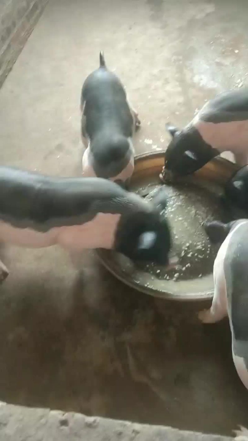 陆川猪，一级健康漂亮猪妹妹6