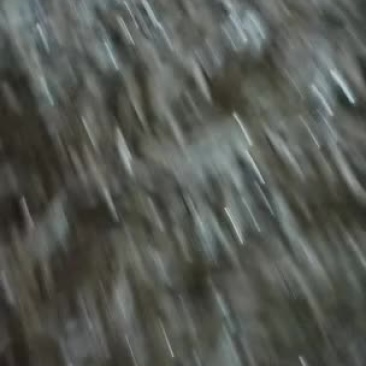 猫鱼来一批