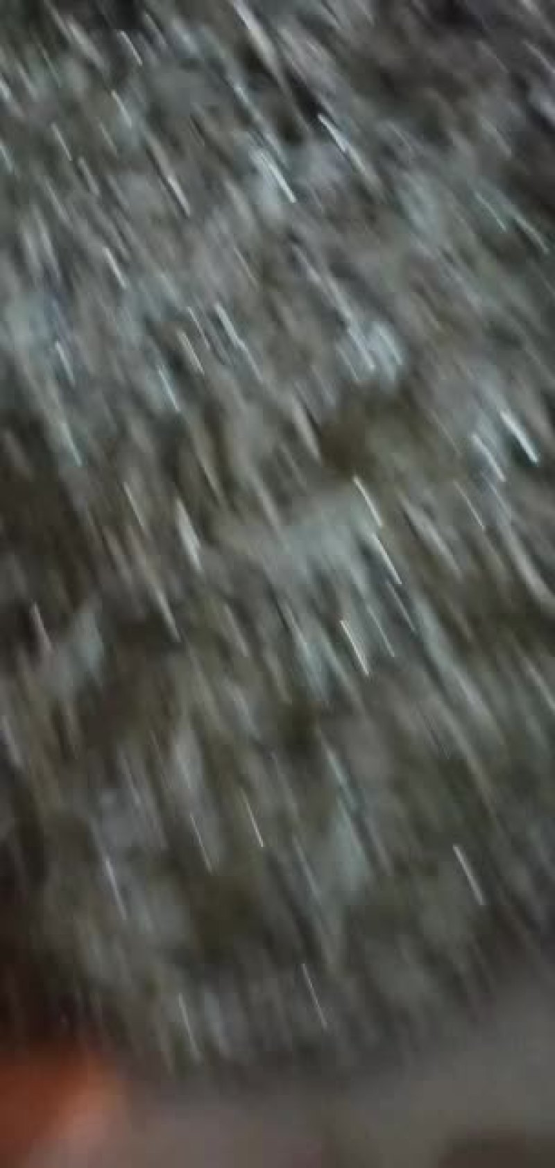 猫鱼来一批