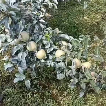 青森明月苹果大量上市