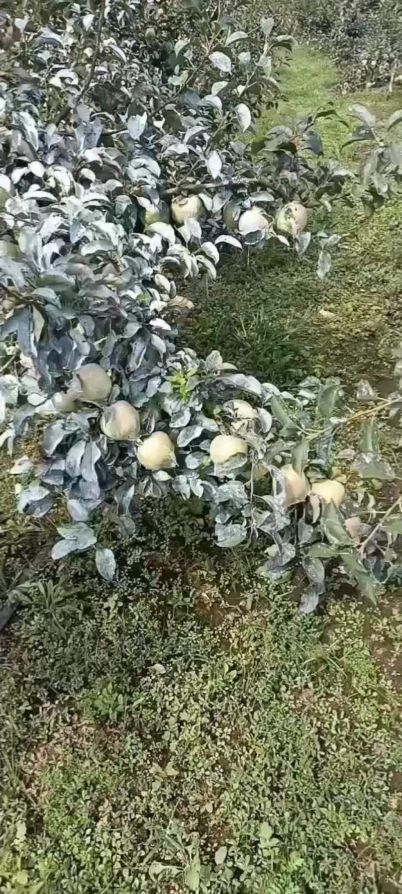青森明月苹果大量上市