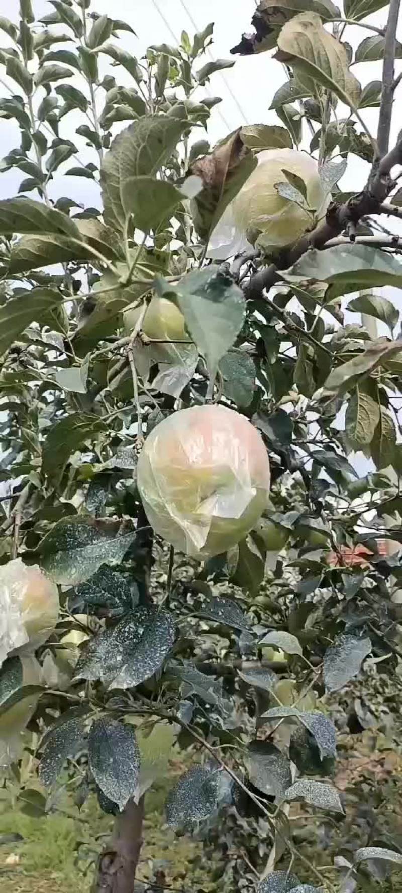 青森明月苹果大量上市