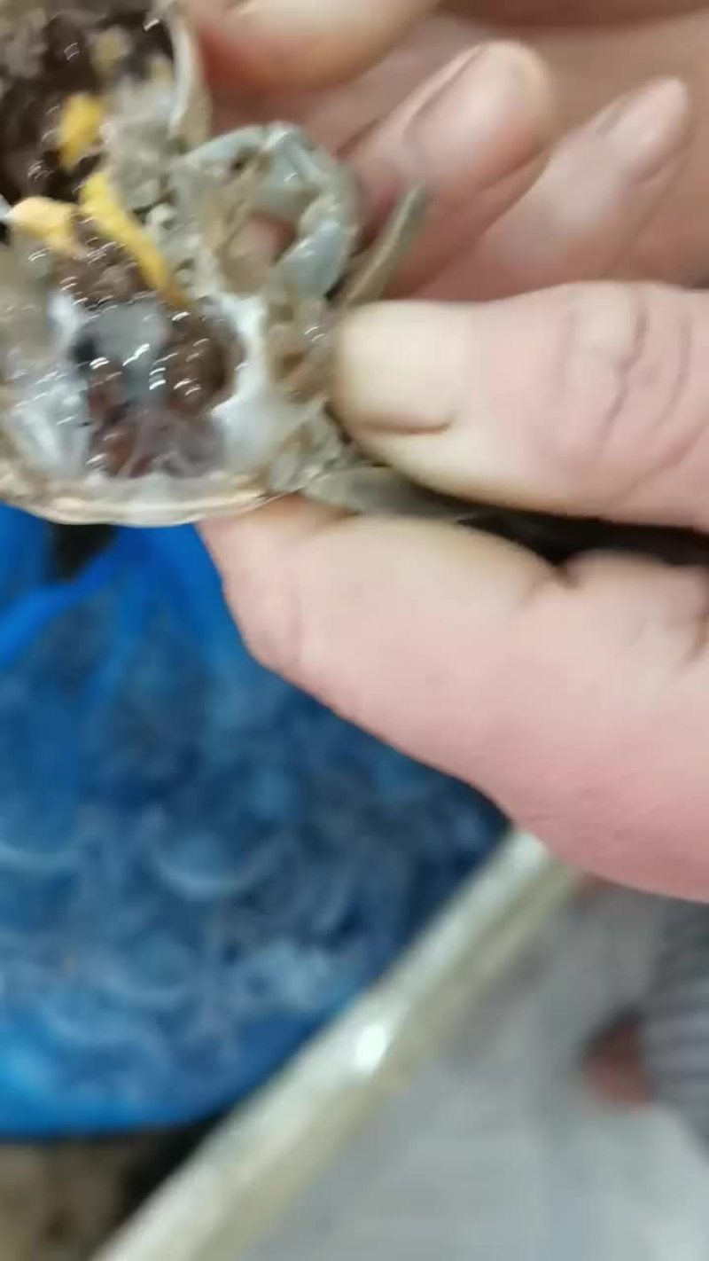 常年供应大小市场一件代发，工厂直供。小螃蟹肥度好。