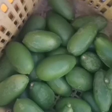 海南香水柠檬
