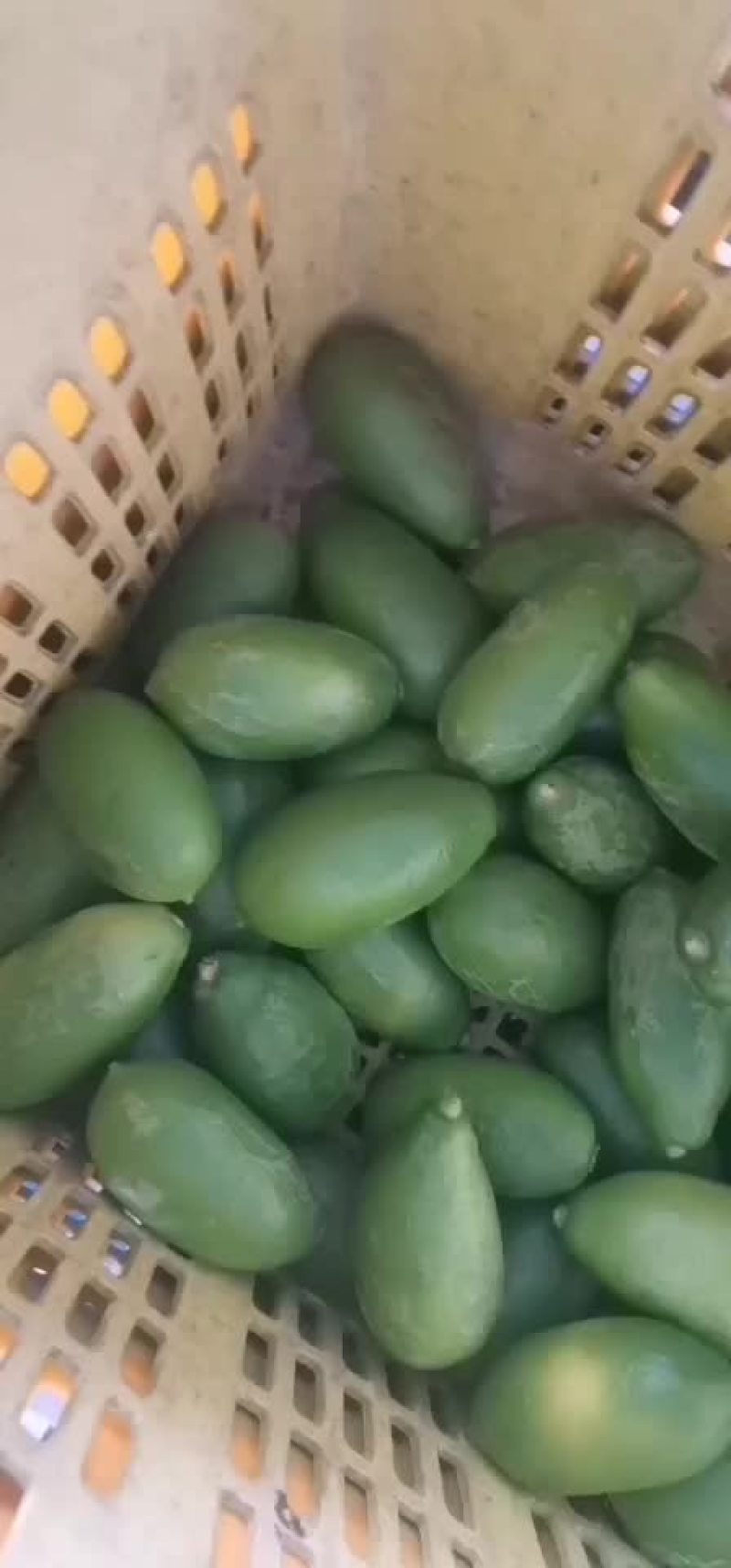 海南香水柠檬
