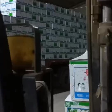 早酥梨