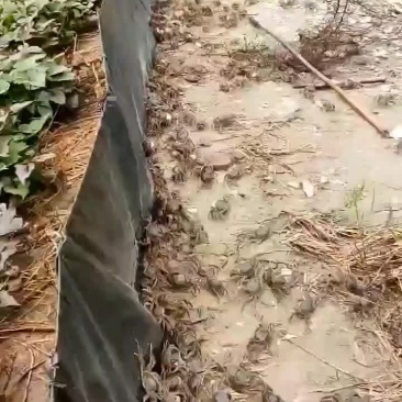 蟹苗