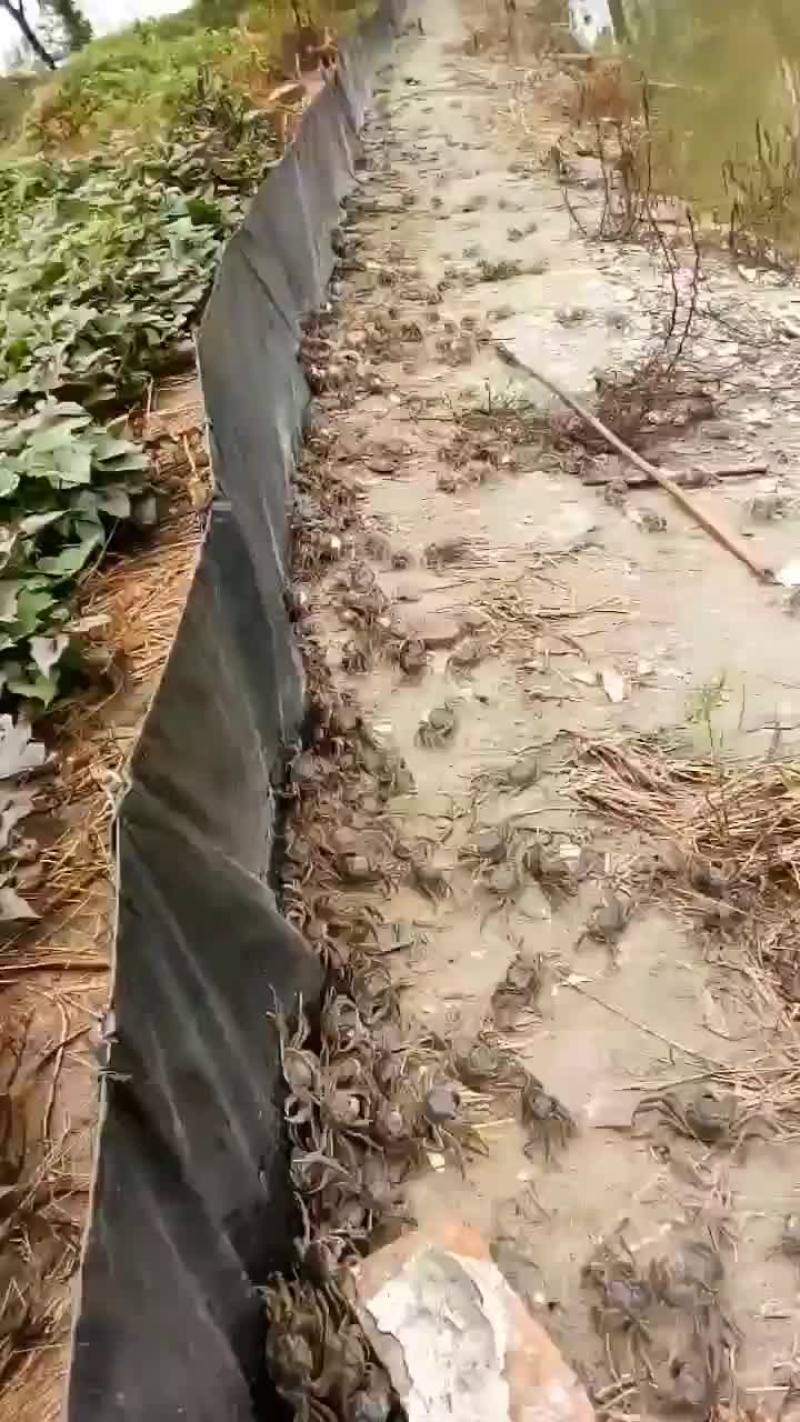 蟹苗