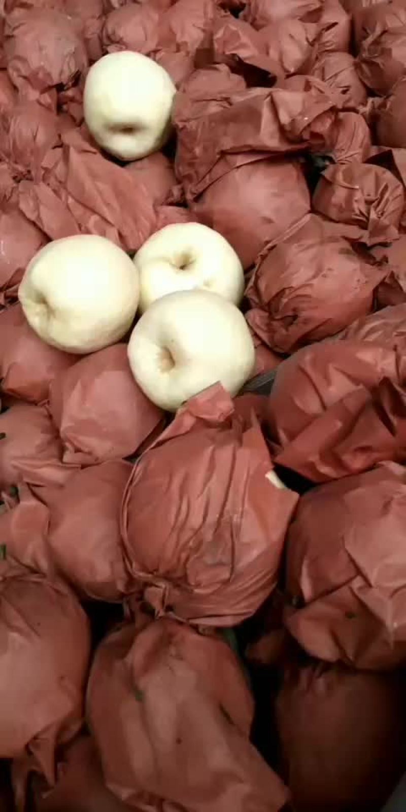 贡梨