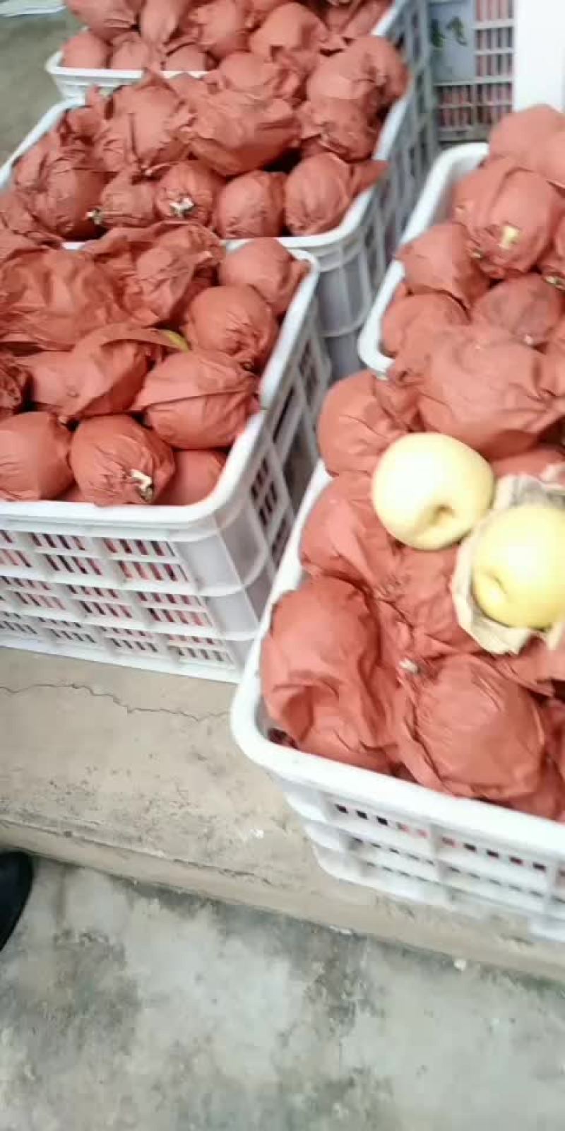 贡梨