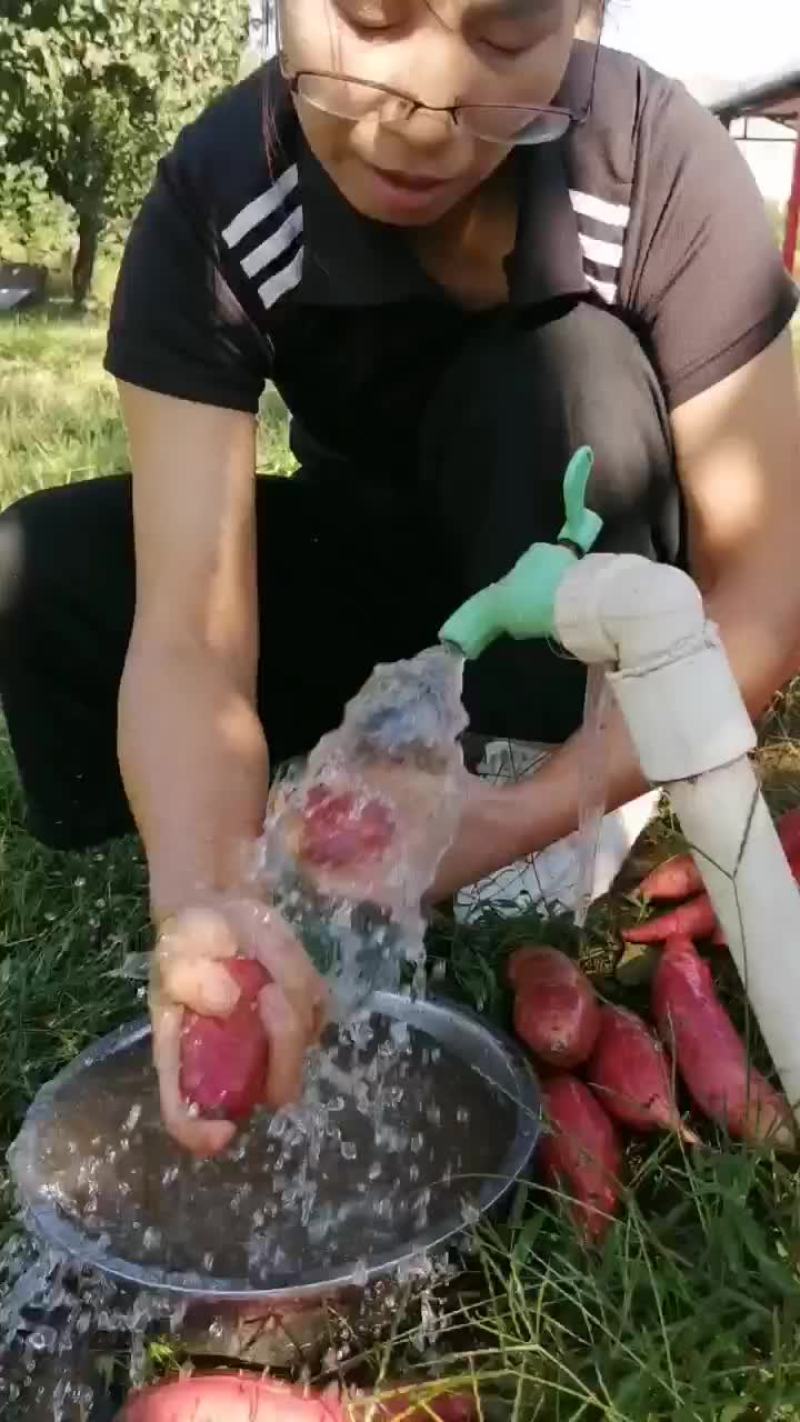 顺平县红薯