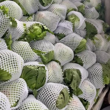 生菜球
