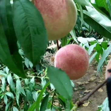 金秋红蜜桃莱阳产