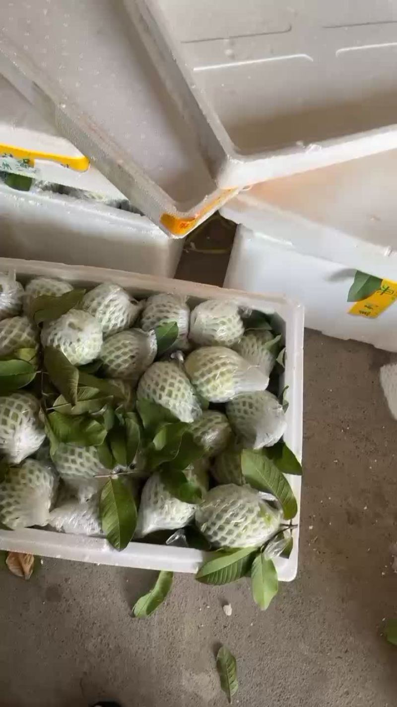 番石榴