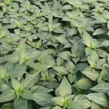 辣椒苗朝天椒苗