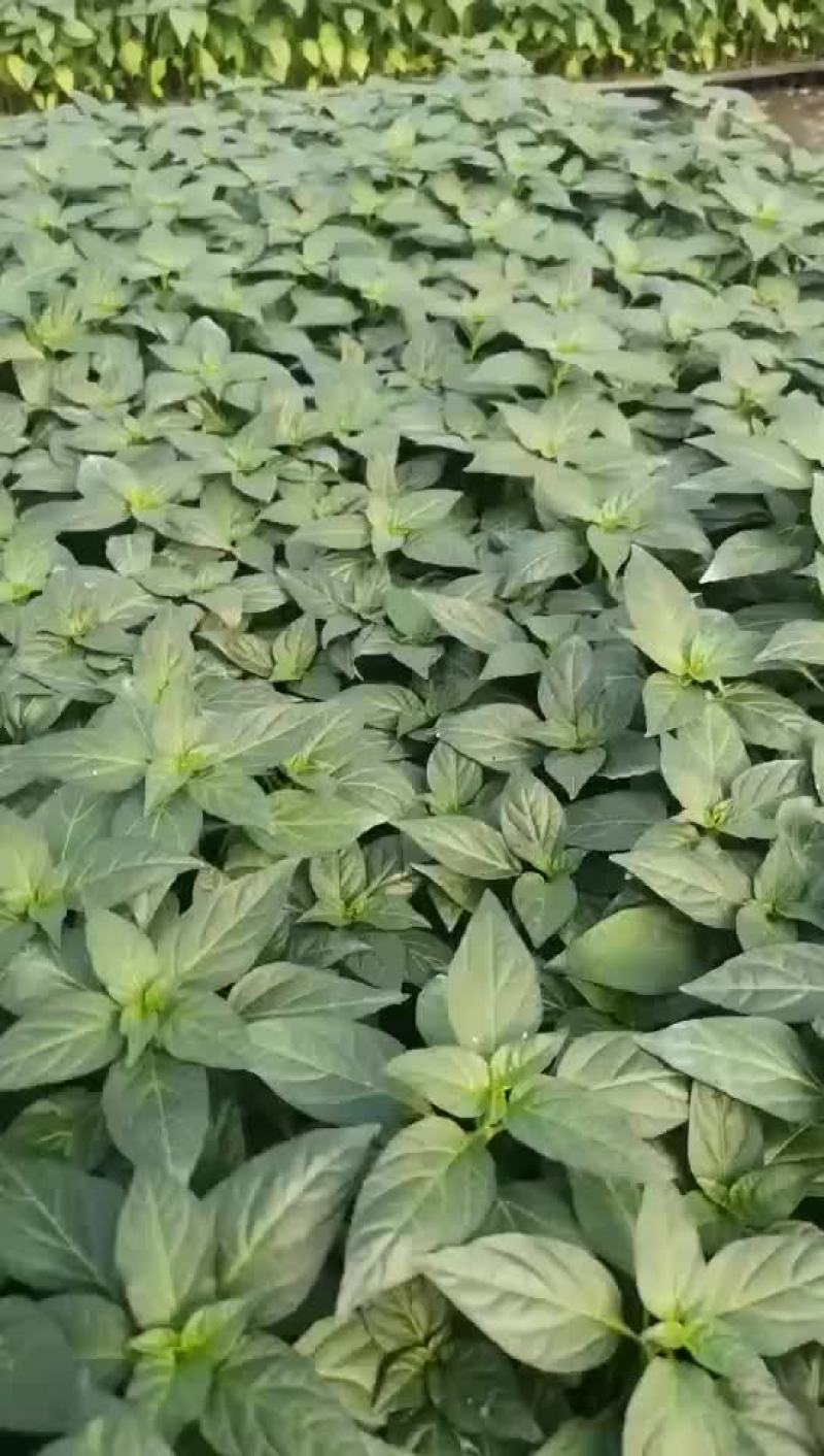 辣椒苗朝天椒苗