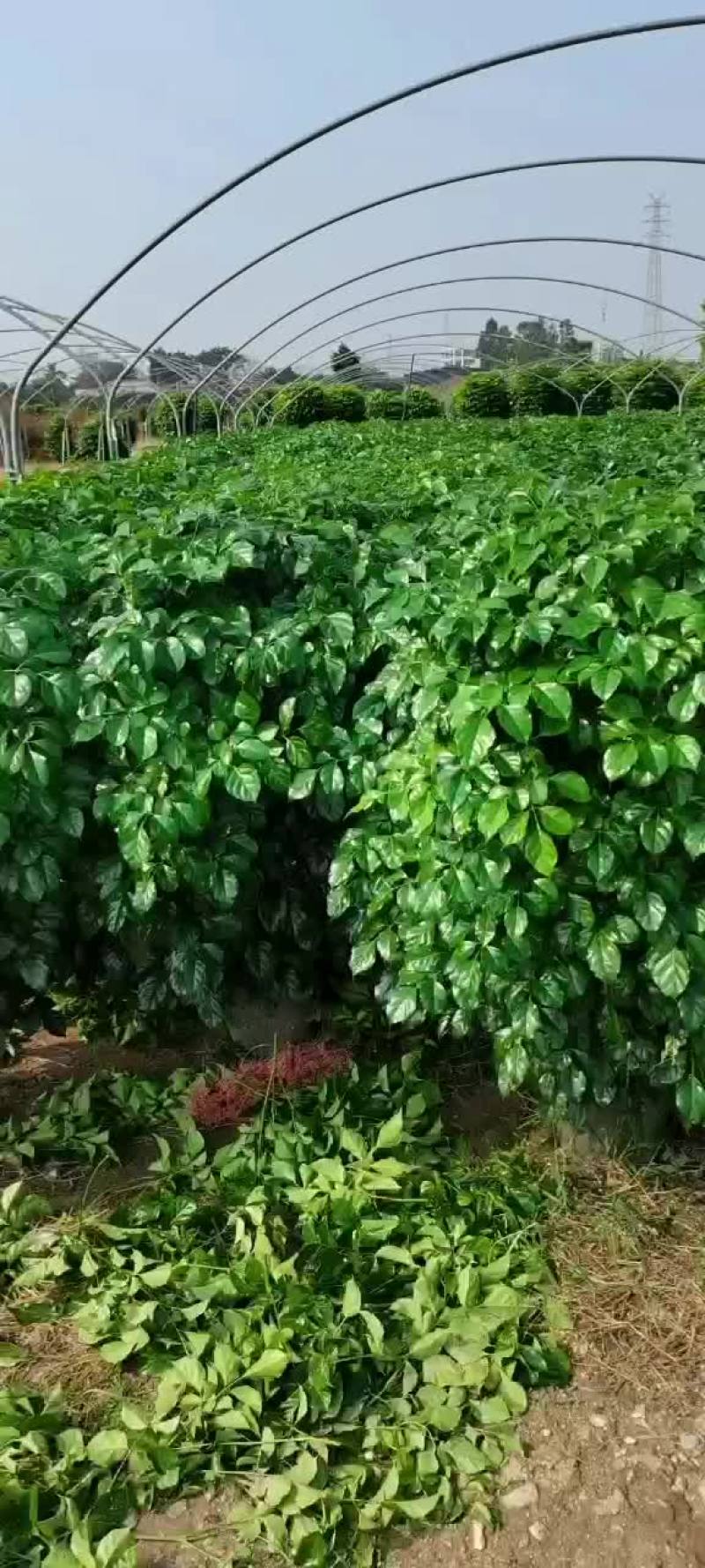 花场清地基地直销320丛生绿宝，棒棒糖，丛生绿宝都是十块