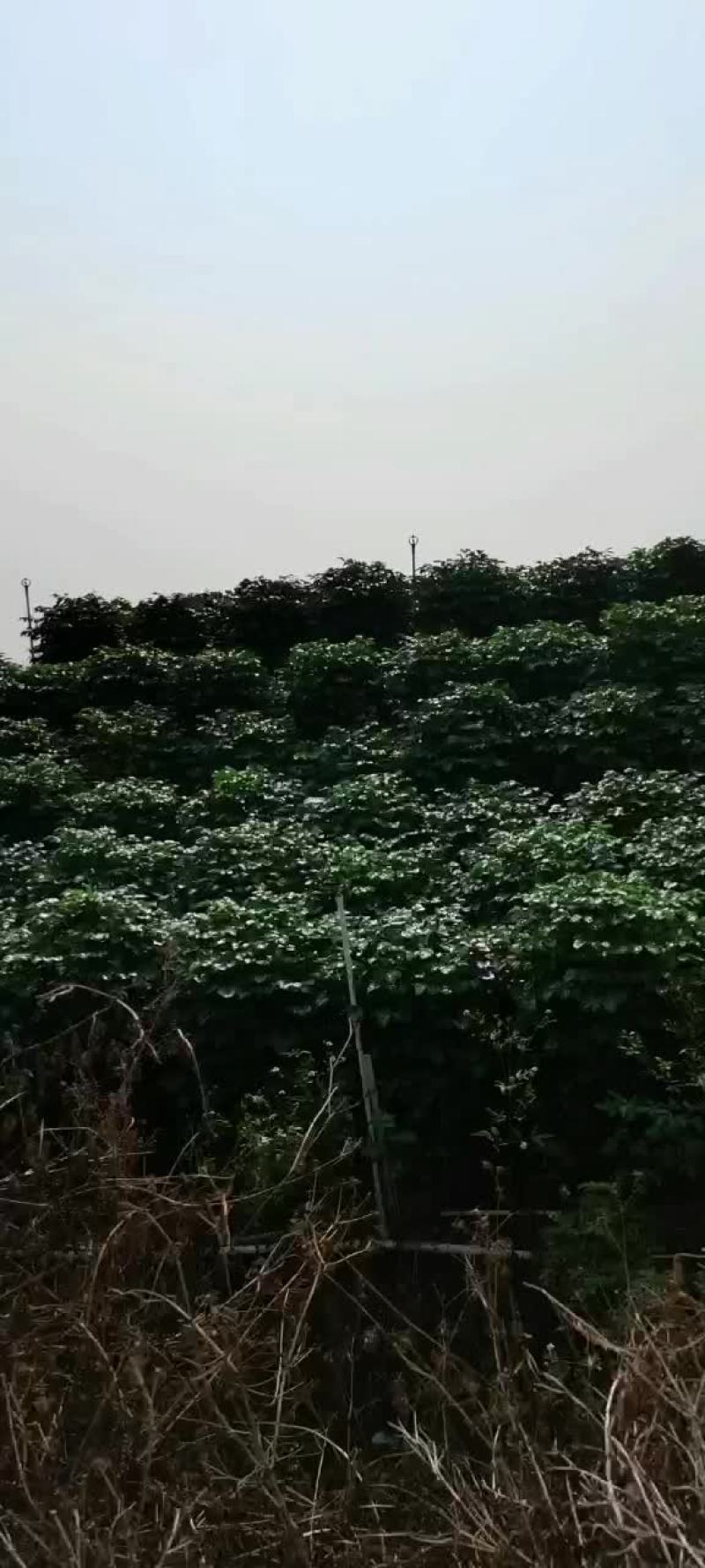 花场清地基地直销320丛生绿宝，棒棒糖，丛生绿宝都是十块