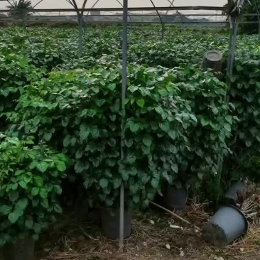 花场清地基地直销320丛生绿宝，棒棒糖，丛生绿宝都是十块