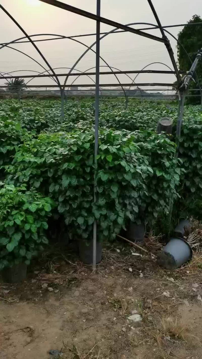 花场清地基地直销320丛生绿宝，棒棒糖，丛生绿宝都是十块