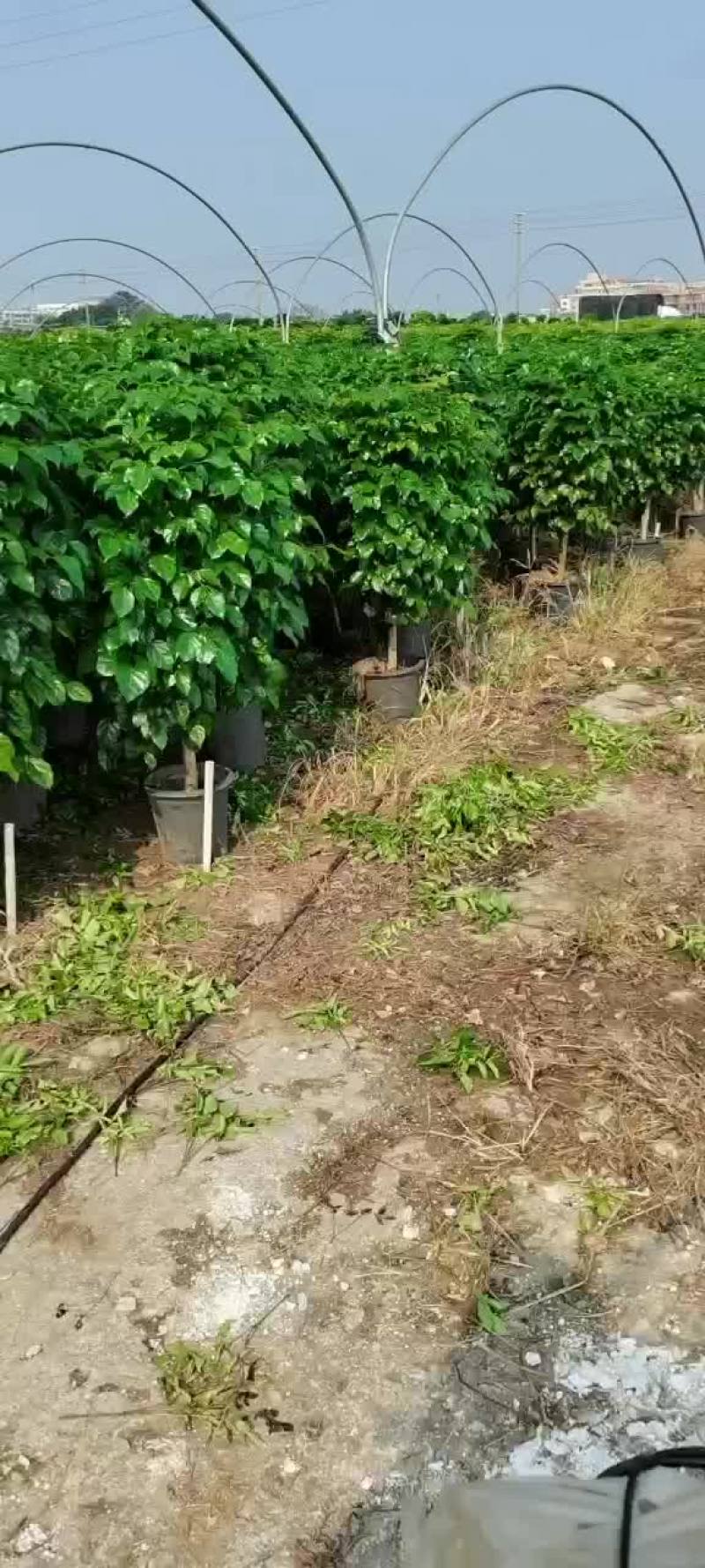 花场清地基地直销320丛生绿宝，棒棒糖，丛生绿宝都是十块