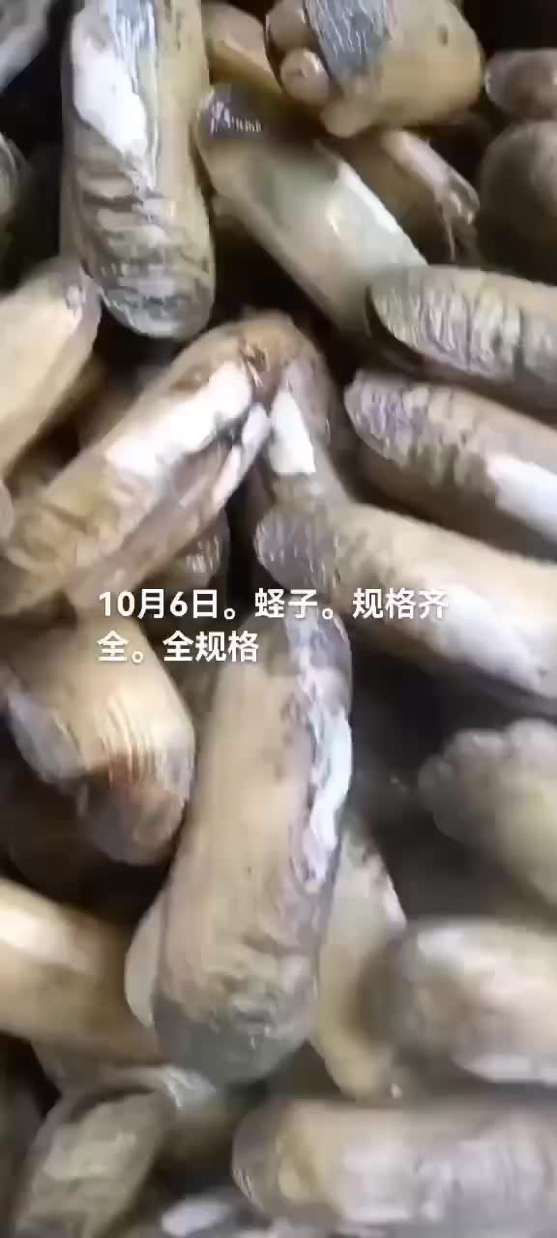 蛏子