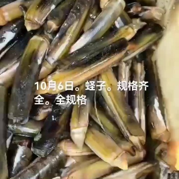 蛏子