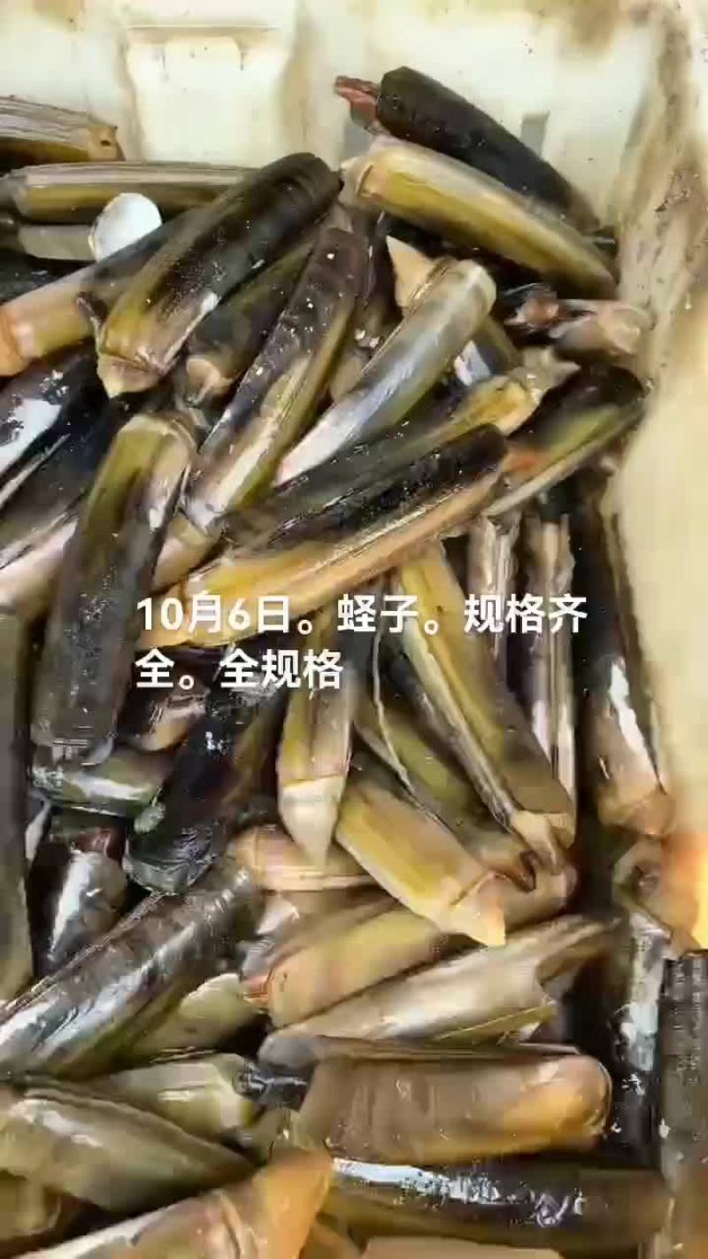 蛏子