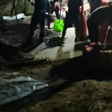 新鲜板栗