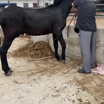 肉驴