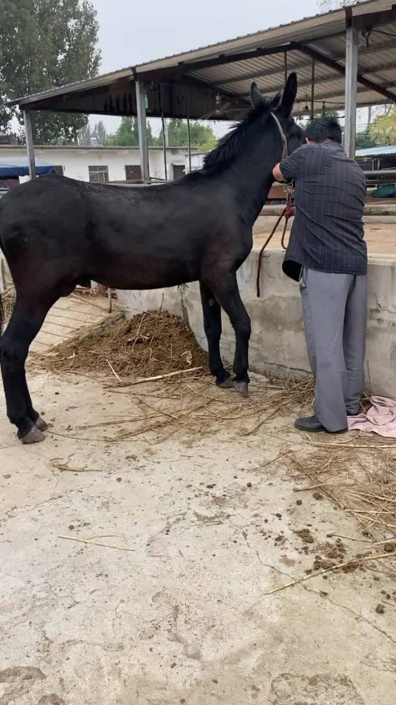 肉驴